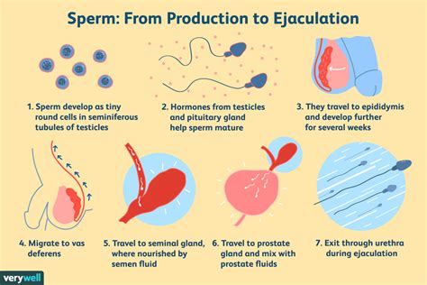 How to Produce More Semen: Sperm Health and Male Fertility。